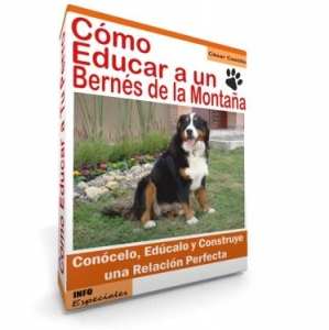 Como Educar a un Bernés de la Montaña - Guía de Entrenamiento