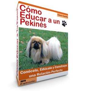 Como Educar a un Pekines - Guía de Entrenamiento