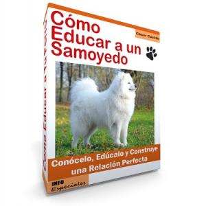 Como Educar a un Samoyedo - Guía de Entrenamiento