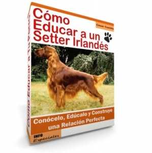 Como Educar a un Setter Irlandes - Guía de Entrenamiento