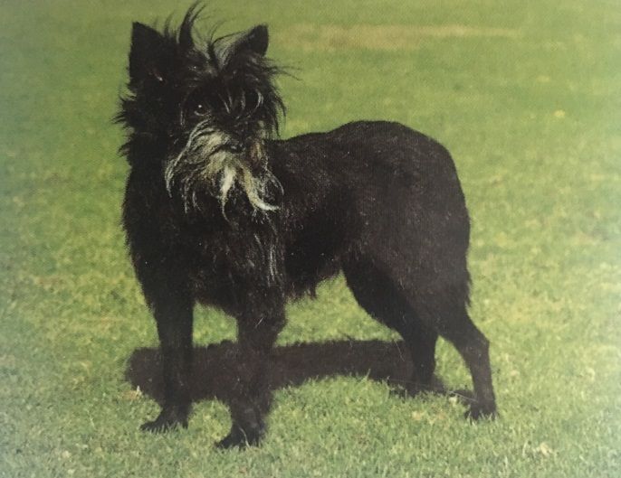 Caracteristicas Raza Affenpinscher Caracteristicas Raza Affenpinscher