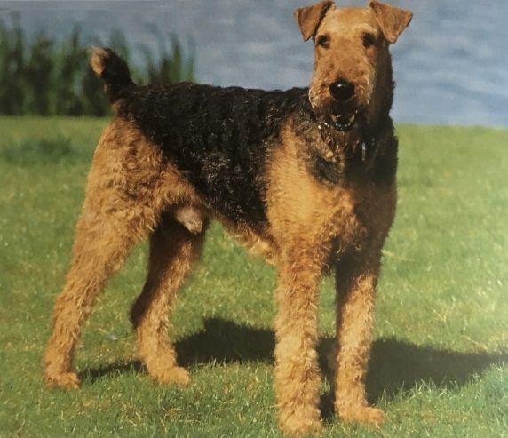 Caracteristicas Raza Airedale Terrier Caracteristicas Raza Airedale Terrier
