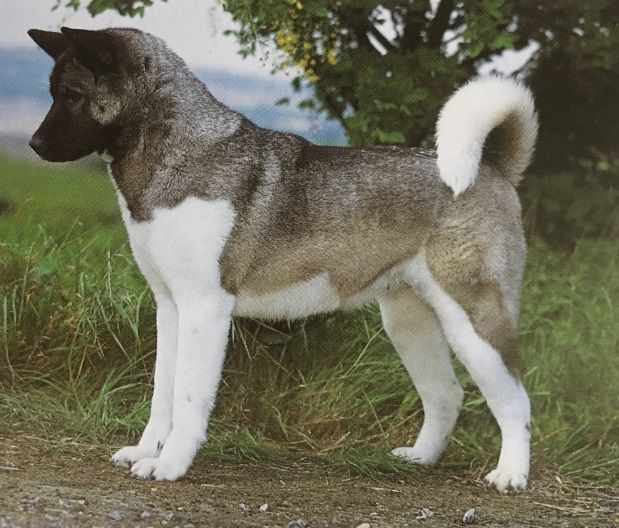 Caracteristicas Raza Akita Inu