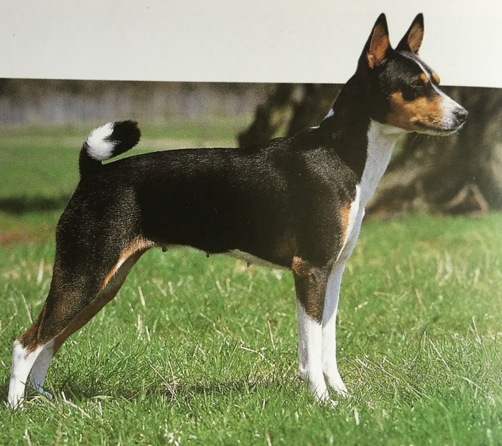 Caracteristicas Raza Bansenji (Terrier Del Congo)