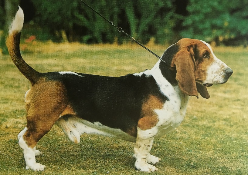 Caracteristicas Raza Basset Hound Y Petit Basset Griffon Vendeen (PBGV)