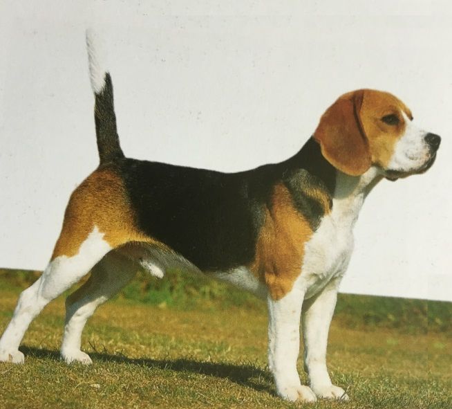 Caracteristicas Raza Beagle