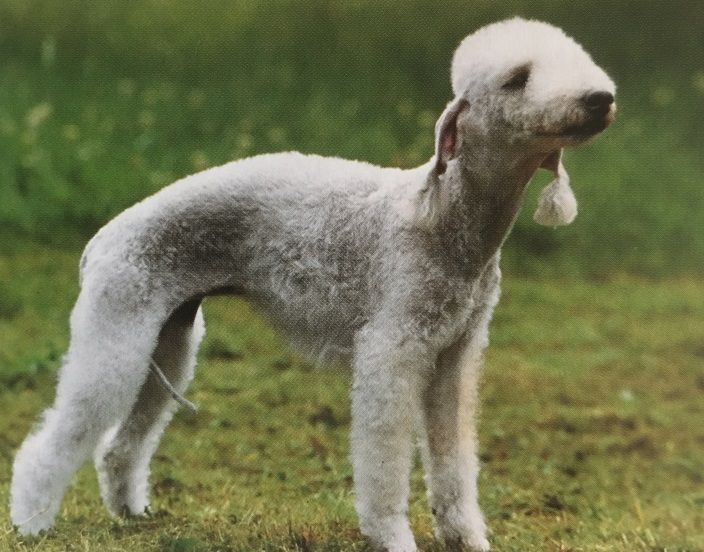 Caracteristicas Raza Bedlington Terrier