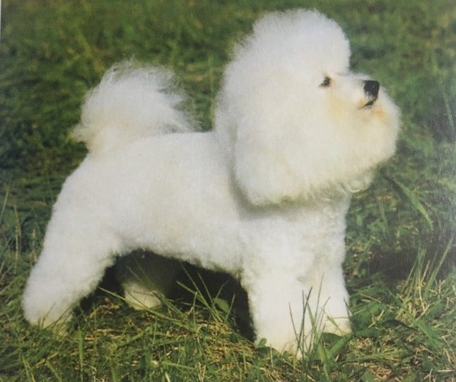 Caracteristicas Raza Bichon Frise Caracteristicas Raza Bichon Frise