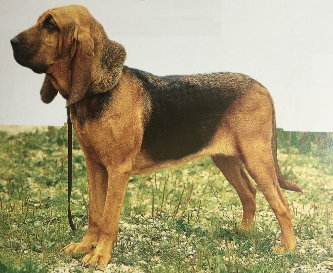 Caracteristicas Raza Bloodhound Y Coonhound