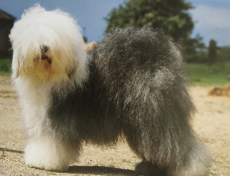 Caracteristicas Raza Bobtail (Antiguo Perro De Pastor Ingles)