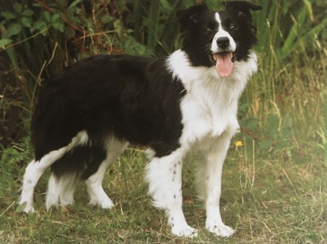 Caracteristicas Raza Border Collie