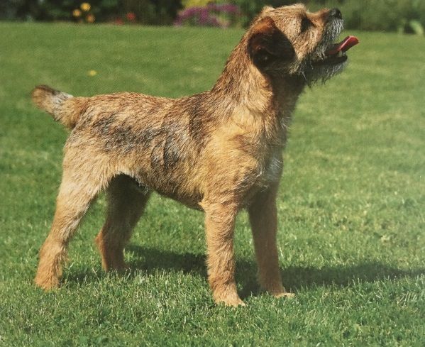 Caracteristicas Raza Border Terrier