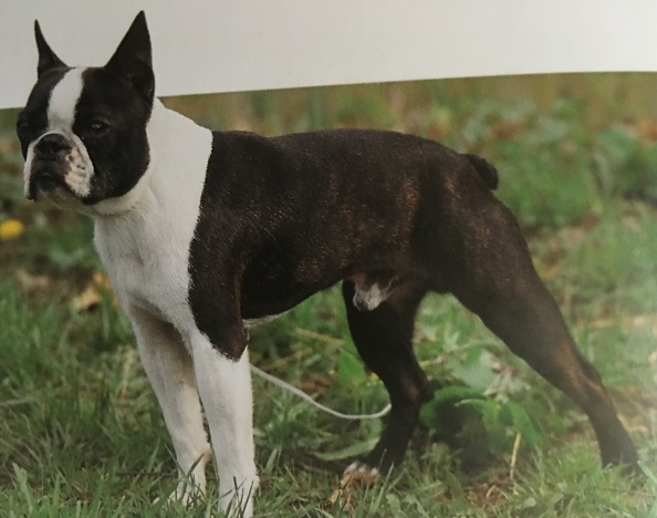 Caracteristicas Raza Boston Terrier (Terrier De Boston)