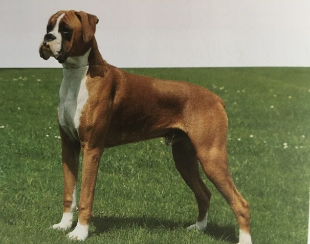 Caracteristicas Raza Boxer