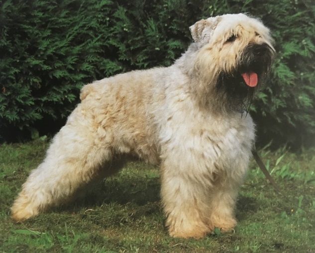 Caracteristicas Raza Boyero De Flandes