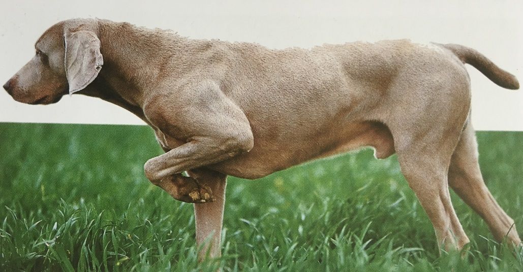 Caracteristicas Raza Braco De Weimar Caracteristicas Raza Braco De Weimar