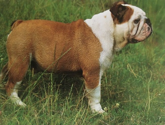 Caracteristicas Raza Bulldog Ingles