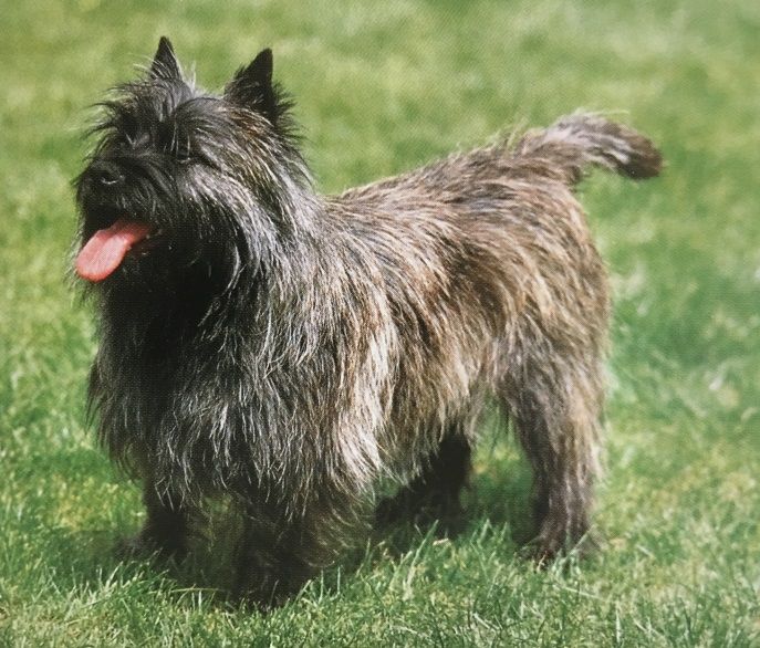 Caracteristicas Raza Cairn Terrier Caracteristicas Raza Cairn Terrier