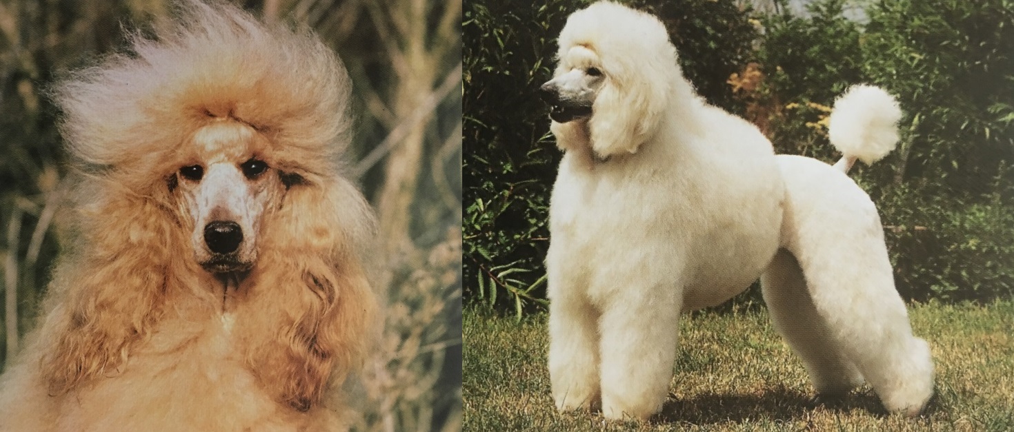 Caracteristicas Raza Caniche (Estandar, Miniatura Y 