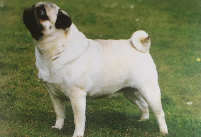 Caracteristicas Raza Carlino (Pug)