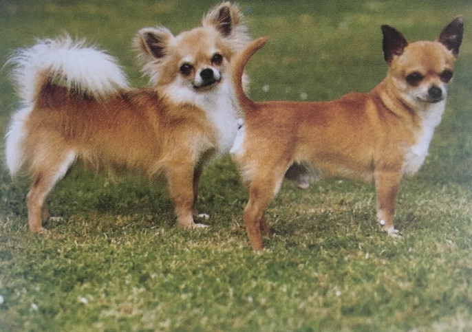 Caracteristicas Raza Chihuahua (De Pelo Largo Y De Pelo Corto)