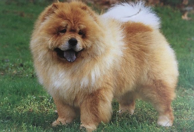 Caracteristicas Raza Chow Chow Caracteristicas Raza Chow Chow