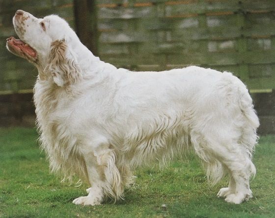 Caracteristicas Raza Clumber Spaniel Y Field Spaniel