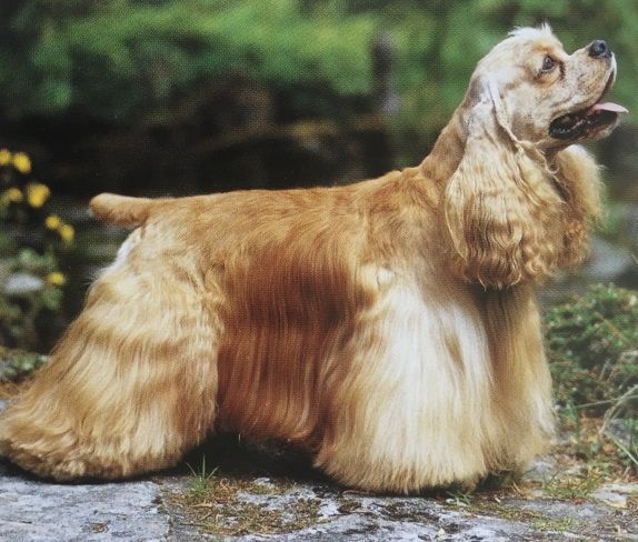 Caracteristicas Raza Cocker Americano