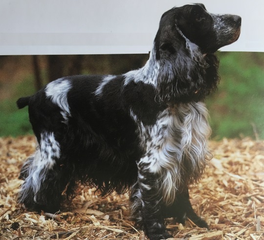 Caracteristicas Raza Cocker Ingles (Ccocker Spaniel)