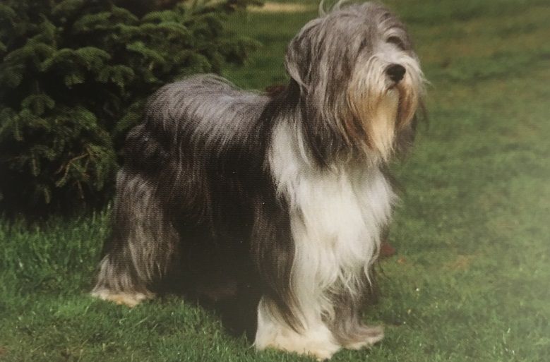 Caracteristicas Raza Collie Barbudo Caracteristicas Raza Collie Barbudo