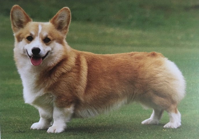Caracteristicas Raza Corgi Gales (Cardigan Y Pembroke)