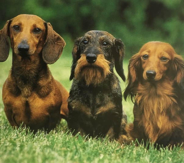 Caracteristicas Raza Dachshund (Teckel)