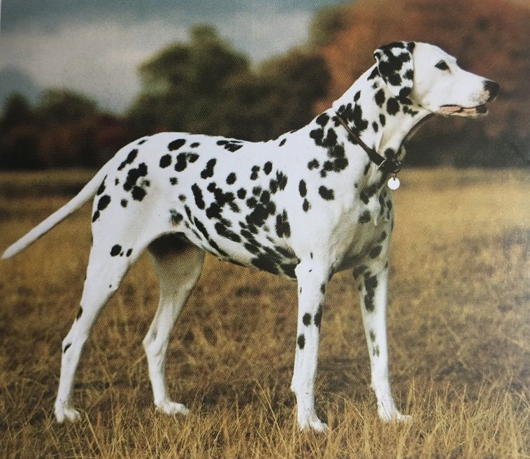 Caracteristicas Raza Dalmata