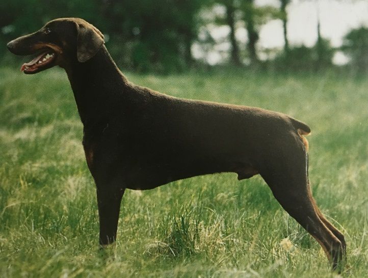 Caracteristicas Raza Dobermann