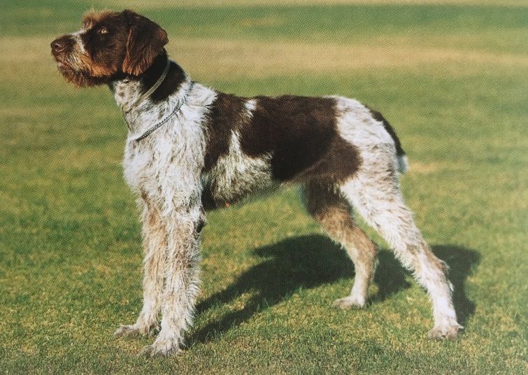 Caracteristicas Raza Drahthaar Y Kurzhaar