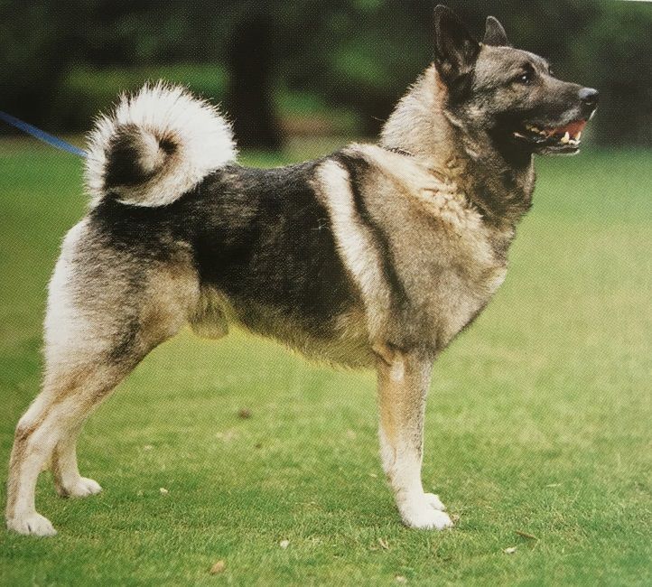 Caracteristicas Raza Elkhound Noruego Caracteristicas Raza Elkhound Noruego