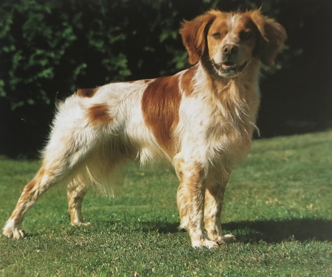 Caracteristicas Raza Epagneul Breton (Spaniel Breton)