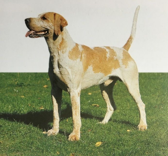 Caracteristicas Raza Foxhound Ingles, Americano Y Harrier