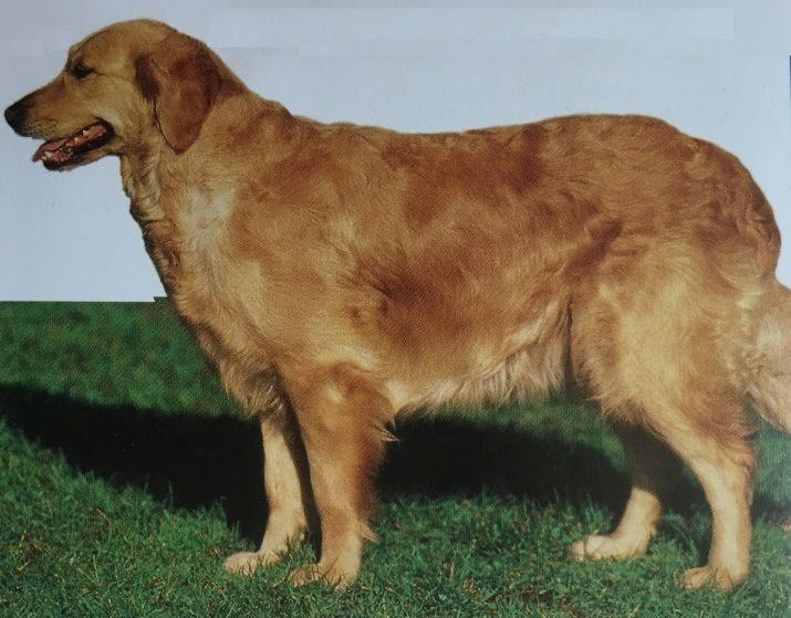 Caracteristicas Raza Golden Retriever