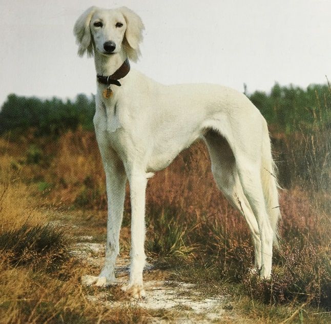 Caracteristicas Raza Greyhound Y Saluki Caracteristicas Raza Greyhound Y Saluki
