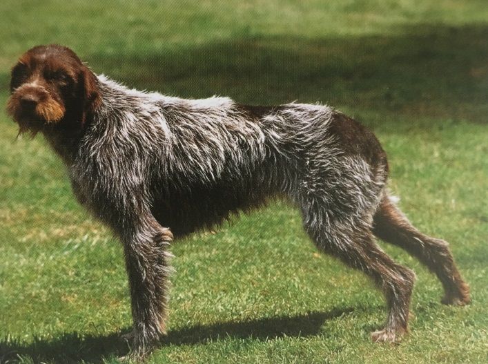 Caracteristicas Raza Grifon Korthals