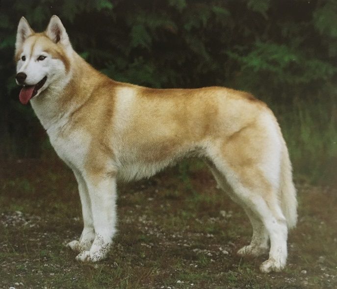 Caracteristicas Raza Husky Siberiano