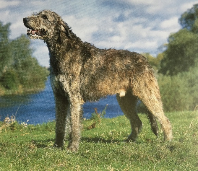 Caracteristicas Raza Irish Wolfhound (Lebrel Irlandes)