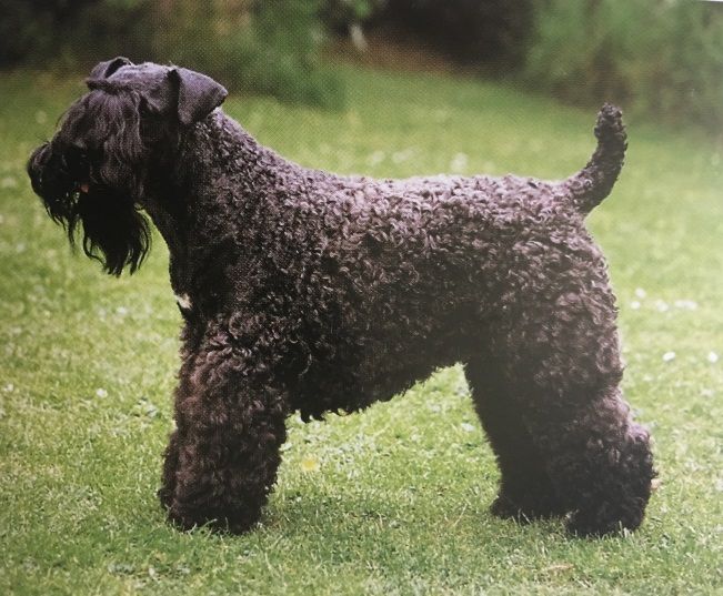 Caracteristicas Raza Kerry Blue Terrier