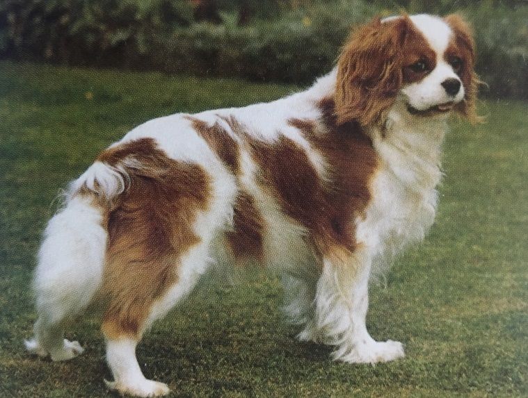 Caracteristicas Raza King Charles Spaniel Y Cavalier King Charles Spaniel