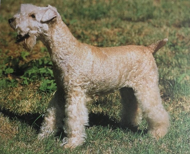 Caracteristicas Raza Lakeland Terrier