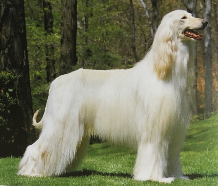 Caracteristicas Raza Lebrel Afgano (Tazi)