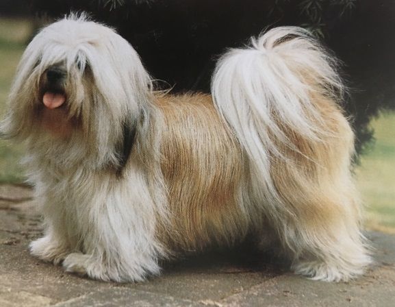 Caracteristicas Raza Lhasa Apso