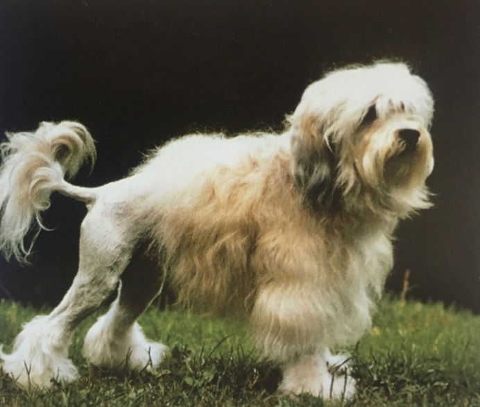 Caracteristicas Raza Lowchen (Pequeno Perro Leon)
