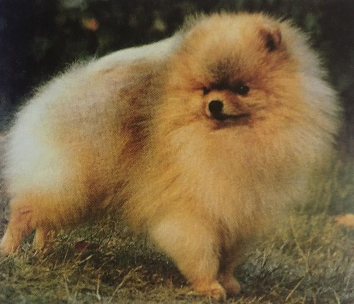 Caracteristicas Raza Lulu De Pomerania